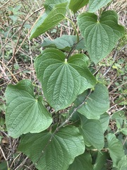 Dioscorea galeottiana