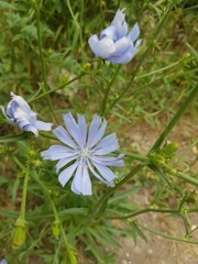 Cichorium intybus