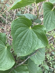 Dioscorea galeottiana