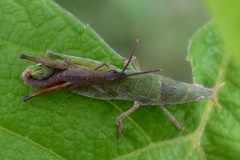 Sphenacris crassicornis