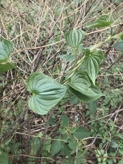 Dioscorea galeottiana