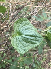 Dioscorea galeottiana