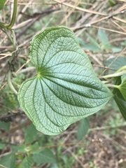 Dioscorea galeottiana
