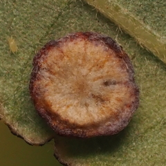 Phylloteras volutellae