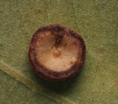 Phylloteras volutellae