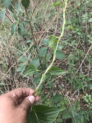 Dioscorea galeottiana