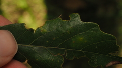 Phylloteras volutellae