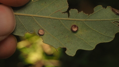 Phylloteras volutellae