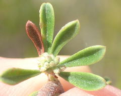 Indigofera flabellata