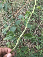 Dioscorea galeottiana