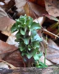 Obolaria virginica