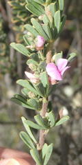 Indigofera flabellata