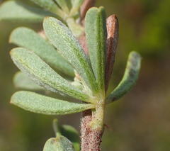 Indigofera flabellata