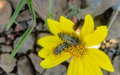 Acmaeodera decipiens