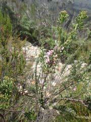 Indigofera flabellata