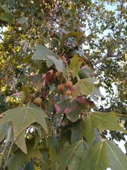 Platanus
