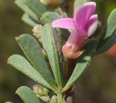 Indigofera flabellata