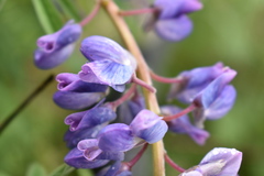 Lupinus hintonii