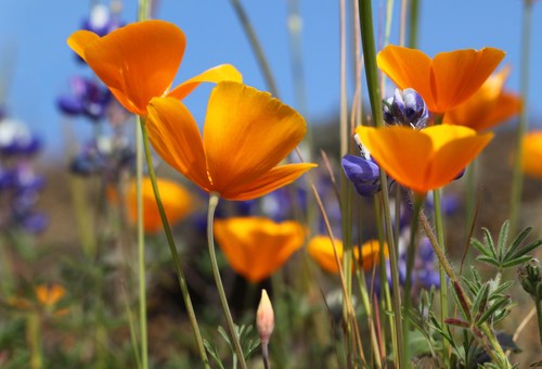 Eschscholzia