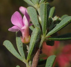 Indigofera flabellata