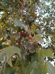 Platanus