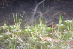 Eriocaulon setaceum
