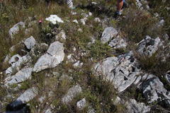 Leucospermum gracile