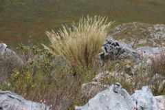 Pentameris macrocalycina