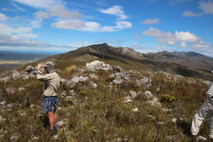 Pentameris macrocalycina