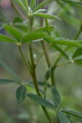 Lupinus hintonii