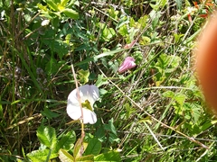 Calystegia purpurata