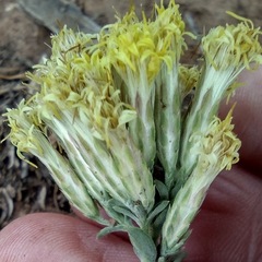 Chrysothamnus depressus