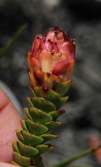 Sonderothamnus speciosus