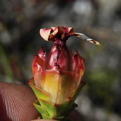 Sonderothamnus speciosus