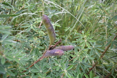 Lupinus hintonii