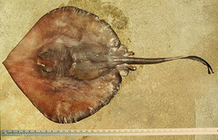 Deepwater Stingray photo 5