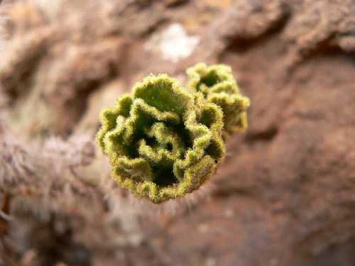 Aeonium smithii image