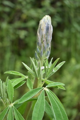 Lupinus hintonii