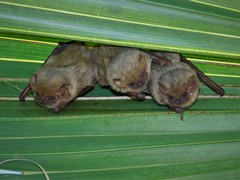 Lasiurus ega