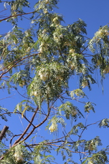 Sesbania formosa