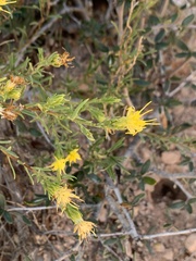 Ericameria discoidea