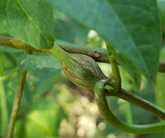 Neolasioptera convolvuli