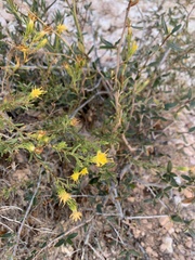Ericameria discoidea