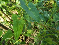 Neolasioptera convolvuli