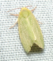 Earias smaragdina