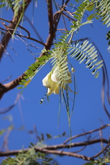 Sesbania formosa