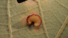 Phylloteras volutellae