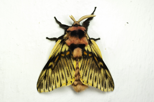 Megalopyge perseae