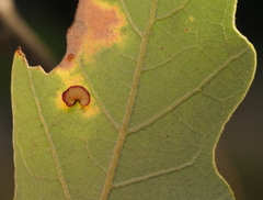 Phylloteras volutellae