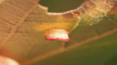 Phylloteras volutellae